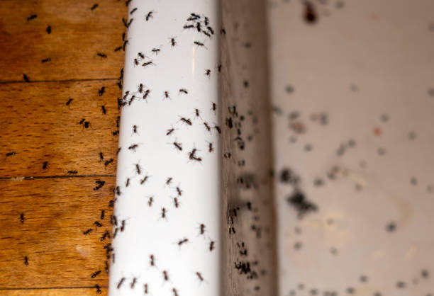 Pest Control for Restaurants in Anahola, HI
